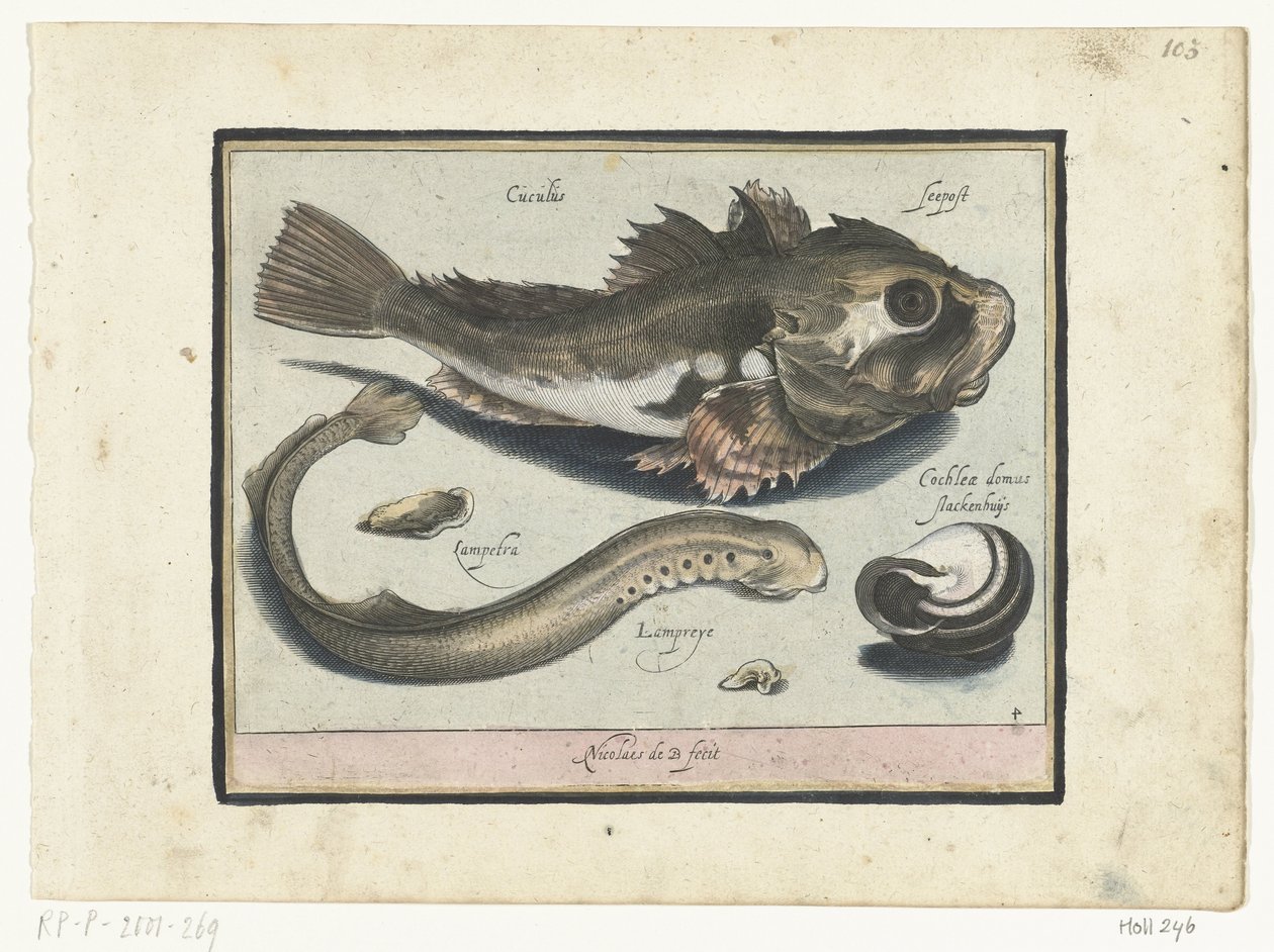 Poon, Lamprey, and Snail Shell (Libelivs varia Genera piscium complectens) by Nicolaes de Bruyn
