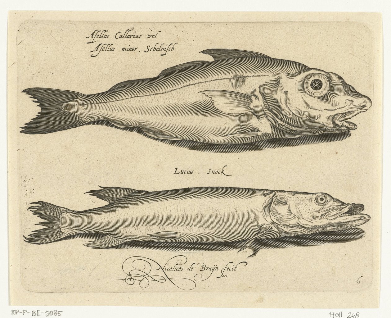 Haddock and Pike by Nicolaes de Bruyn