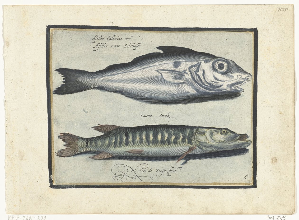 Haddock and Pike (Libelivs varia Genera piscium complectens series, Freshwater Fish, Sea Fish, Frogs, Shellfish, and Sea Creatures series) by Nicolaes de Bruyn