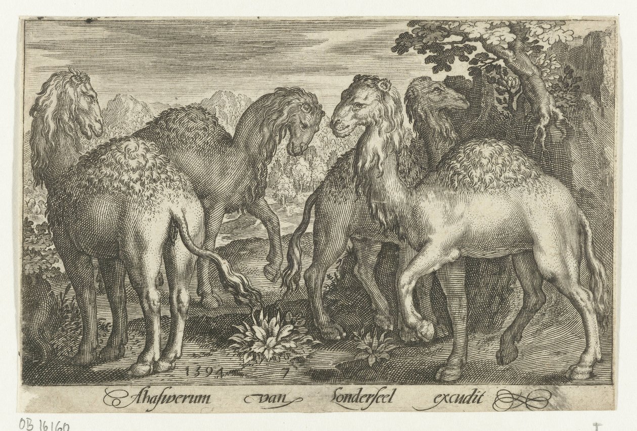 Four Dromedaries by Nicolaes de Bruyn