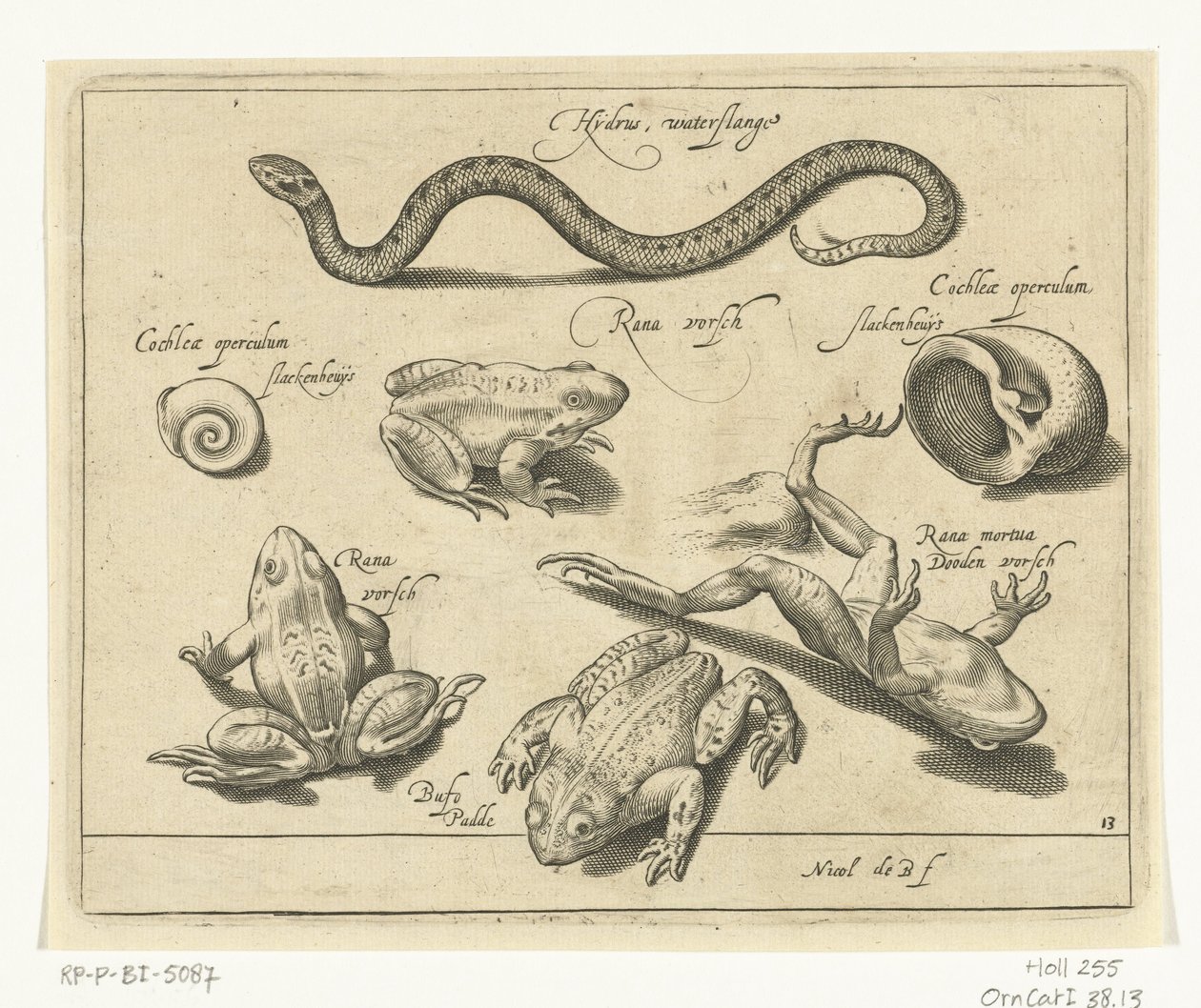 Water Snake, Frogs and Toads, Freshwater Fish, Sea Fish, Frogs, Crustaceans and Sea Creatures (series title) by Nicolaes de Bruyn