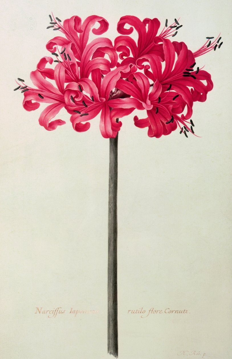 Amaryllis Sarniensis, or Narcissus by Nicolas Robert