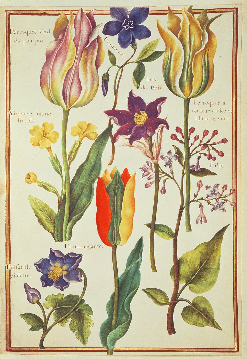 Flower Studies by Nicolas Robert