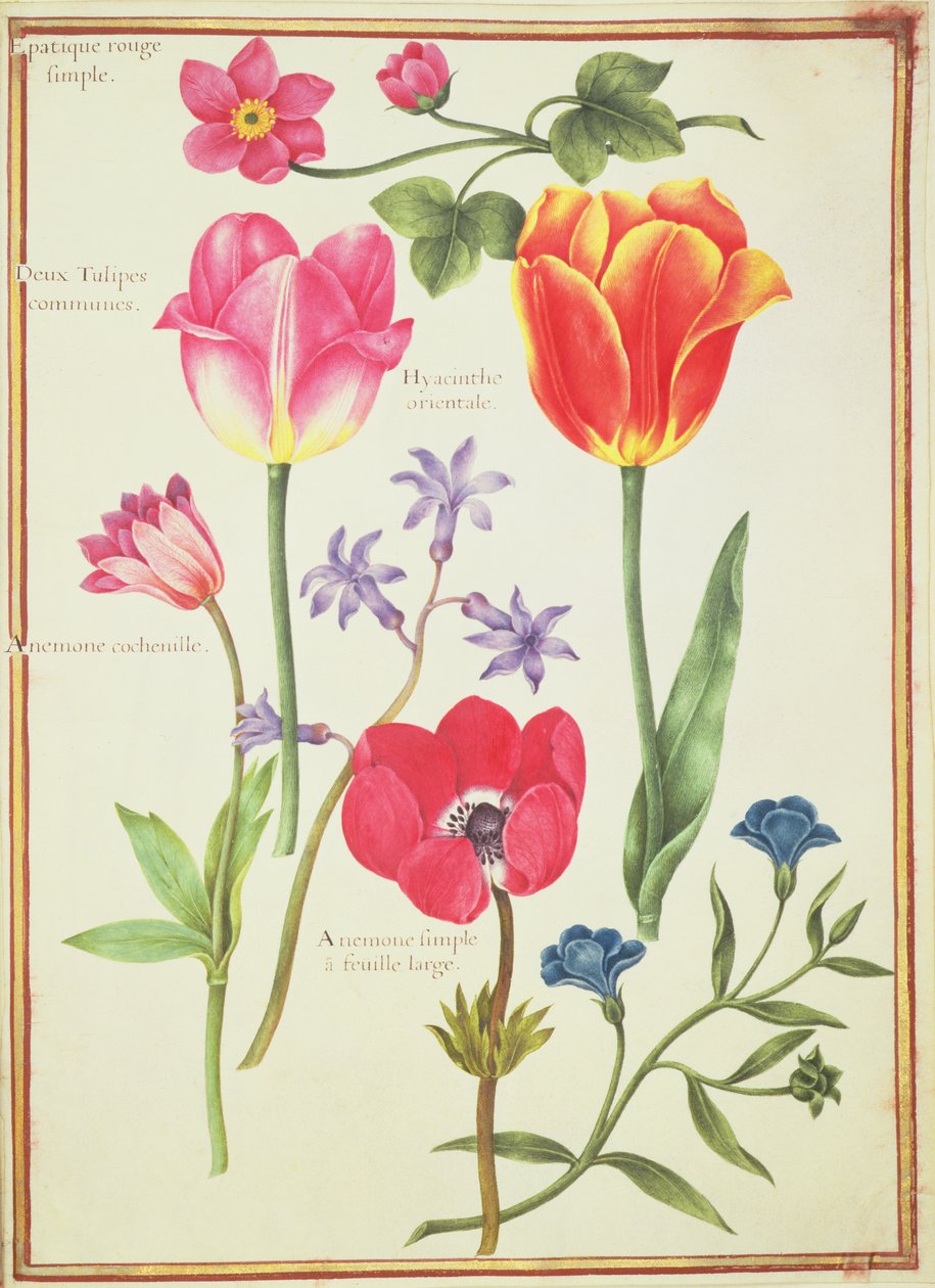 Flower Studies by Nicolas Robert