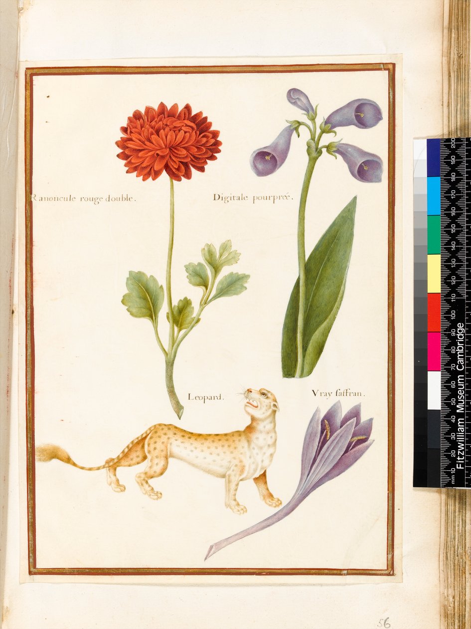 Ranunculus, Foxglove, Meadow Saffron and a Leopard by Nicolas Robert