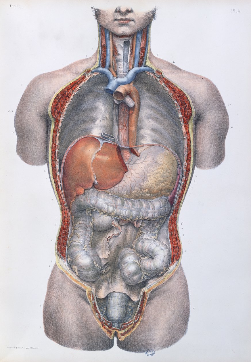 Internal organs, plate from 