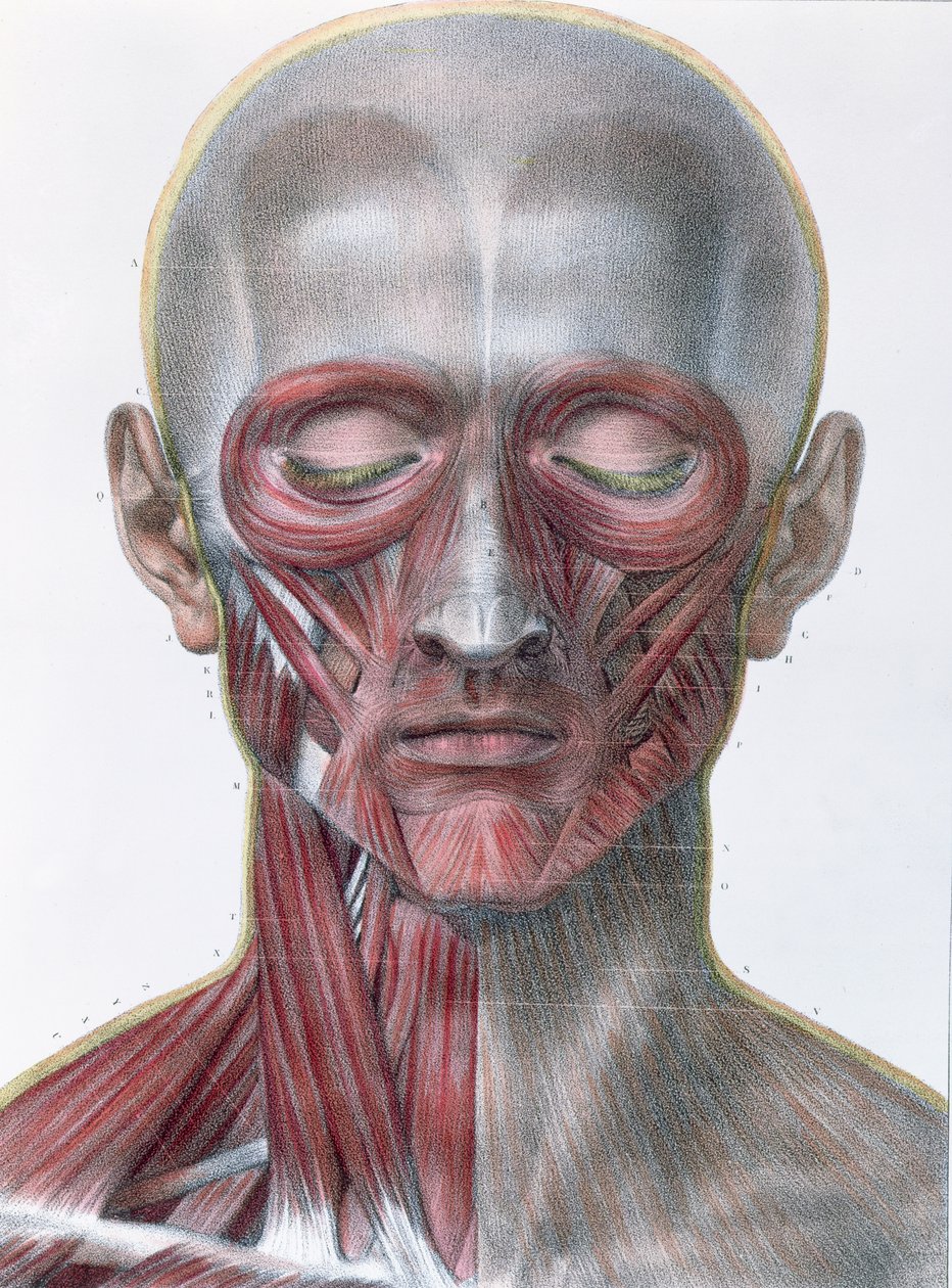 Musculature of the face, plate from 
