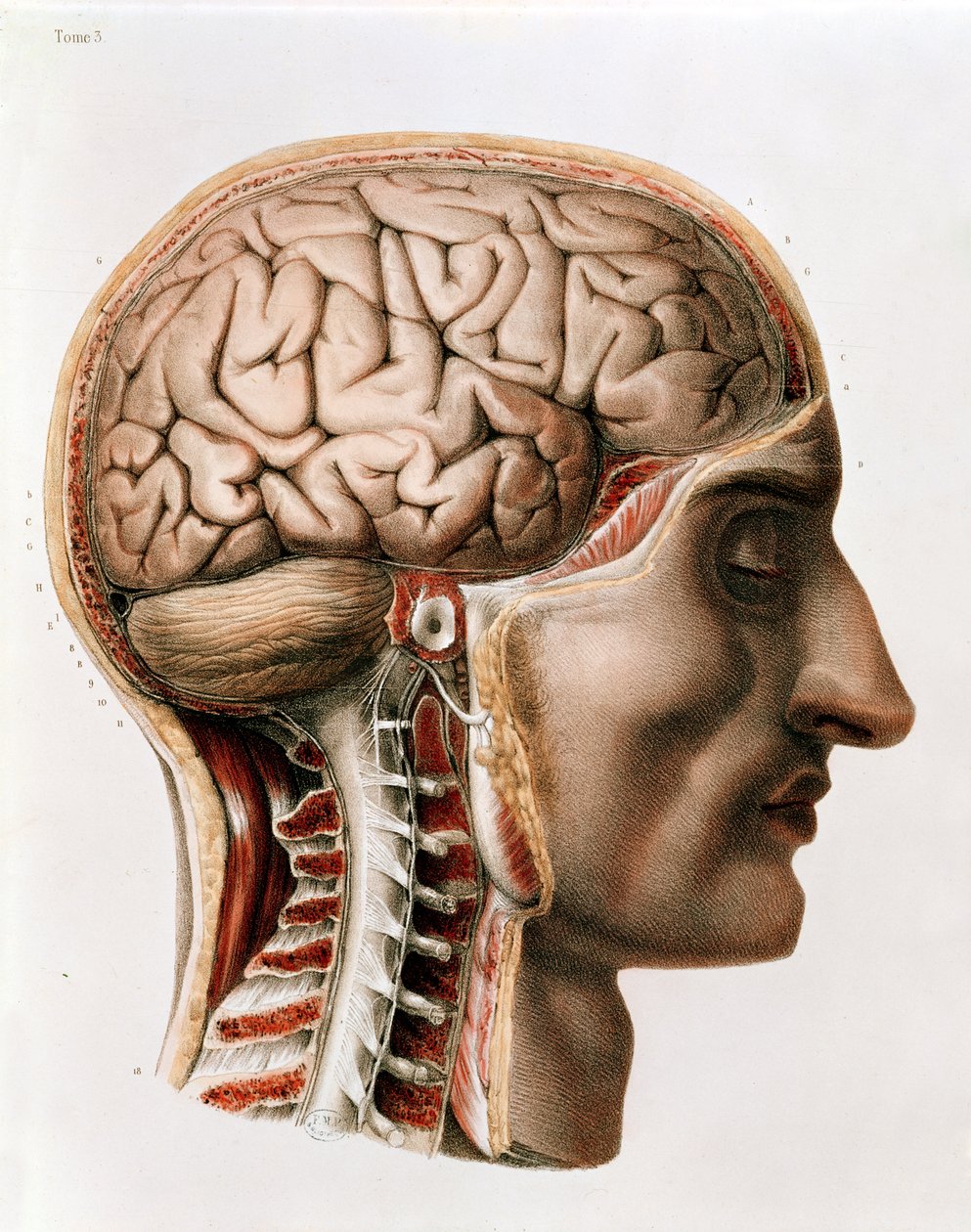 The Brain, plate from 