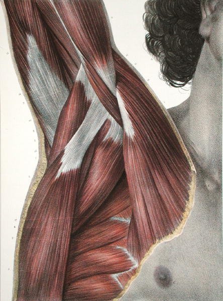 The Shoulder and Axilla, from 