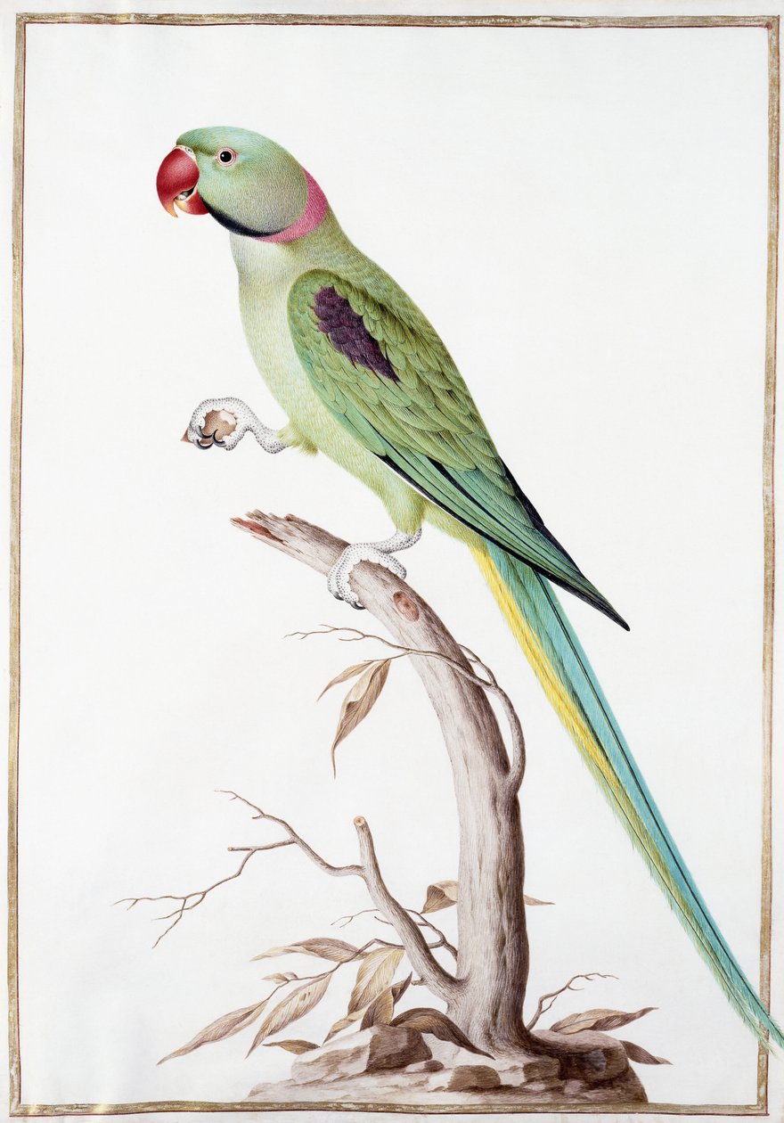Alexandrine Parakeet by Nicolas Robert