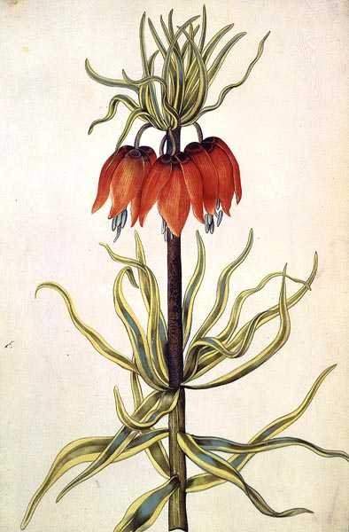 Fritilleria by Nicolas Robert