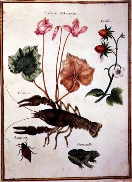 Cyclamen, Alpine Strawberry, a Lobster and a Frog by Nicolas Robert