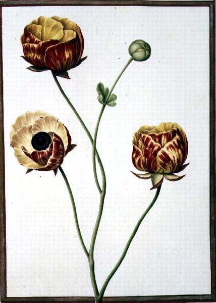 Ranunculus Asiaticus by Nicolas Robert