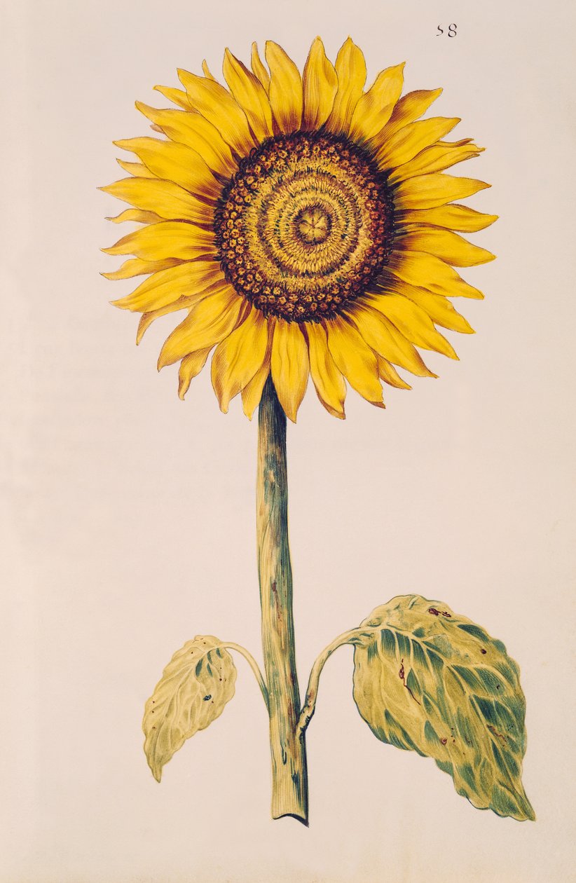 Sunflower or Helianthus, from 