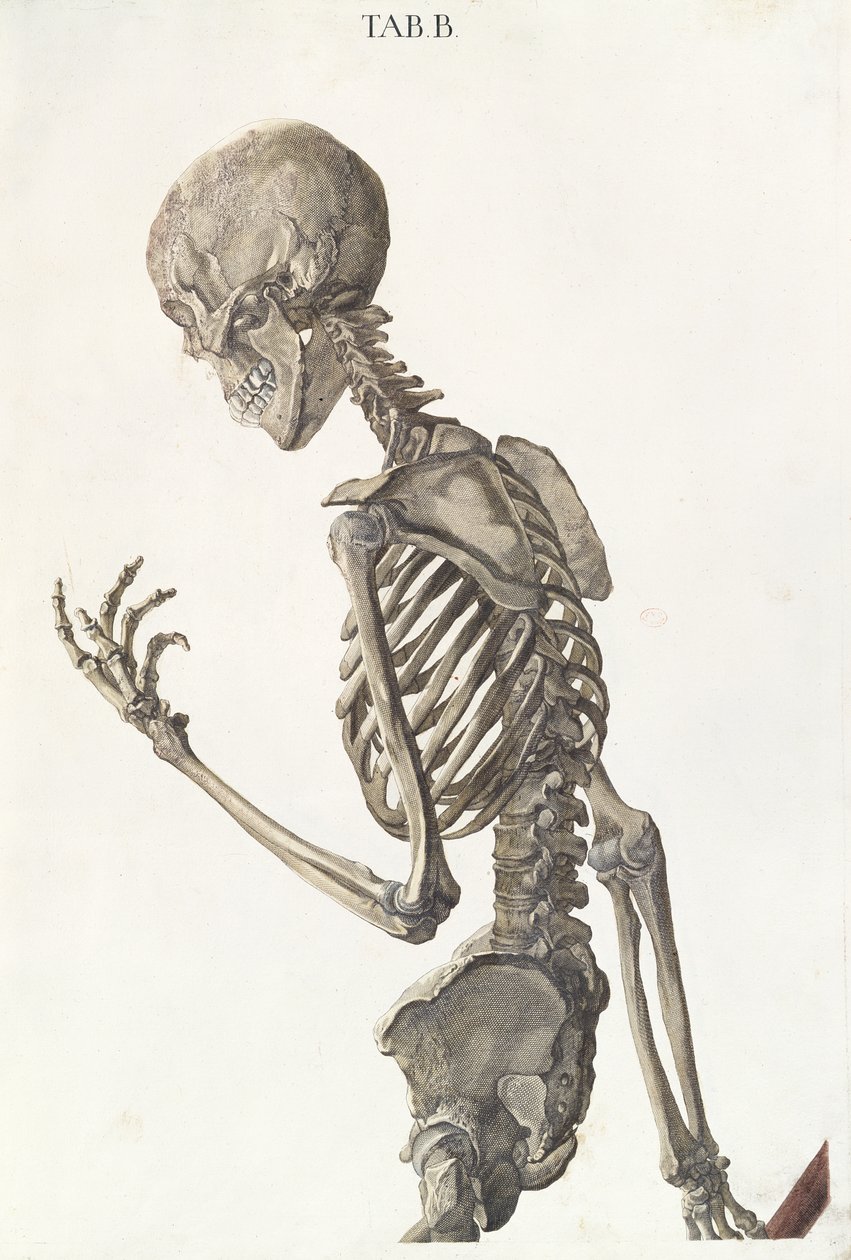 Bones of the skeleton, from Tabulae Osteologicae by Christoph Jacob Trew (1695-1769) engraved by G. Lichtensteger, 1740 by Nikolaus Friedrich Eisenberger