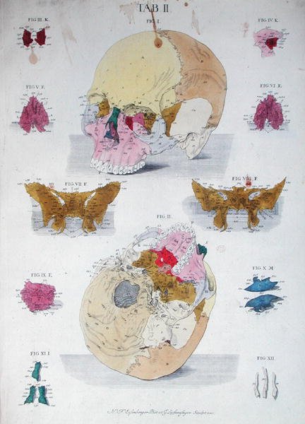 Bones of the skull, from 