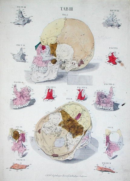 Bones of the Skull, from 