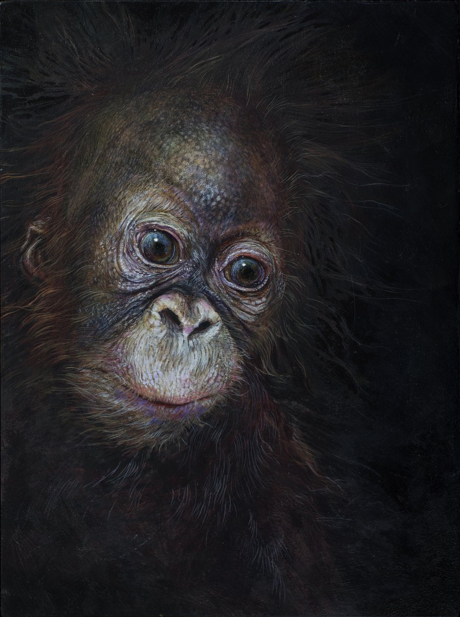 Baby orang-utan 3 by Odile Kidd