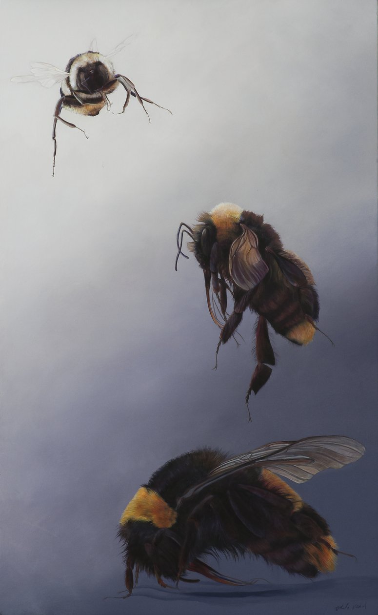 Bombus flight 2 by Odile Kidd