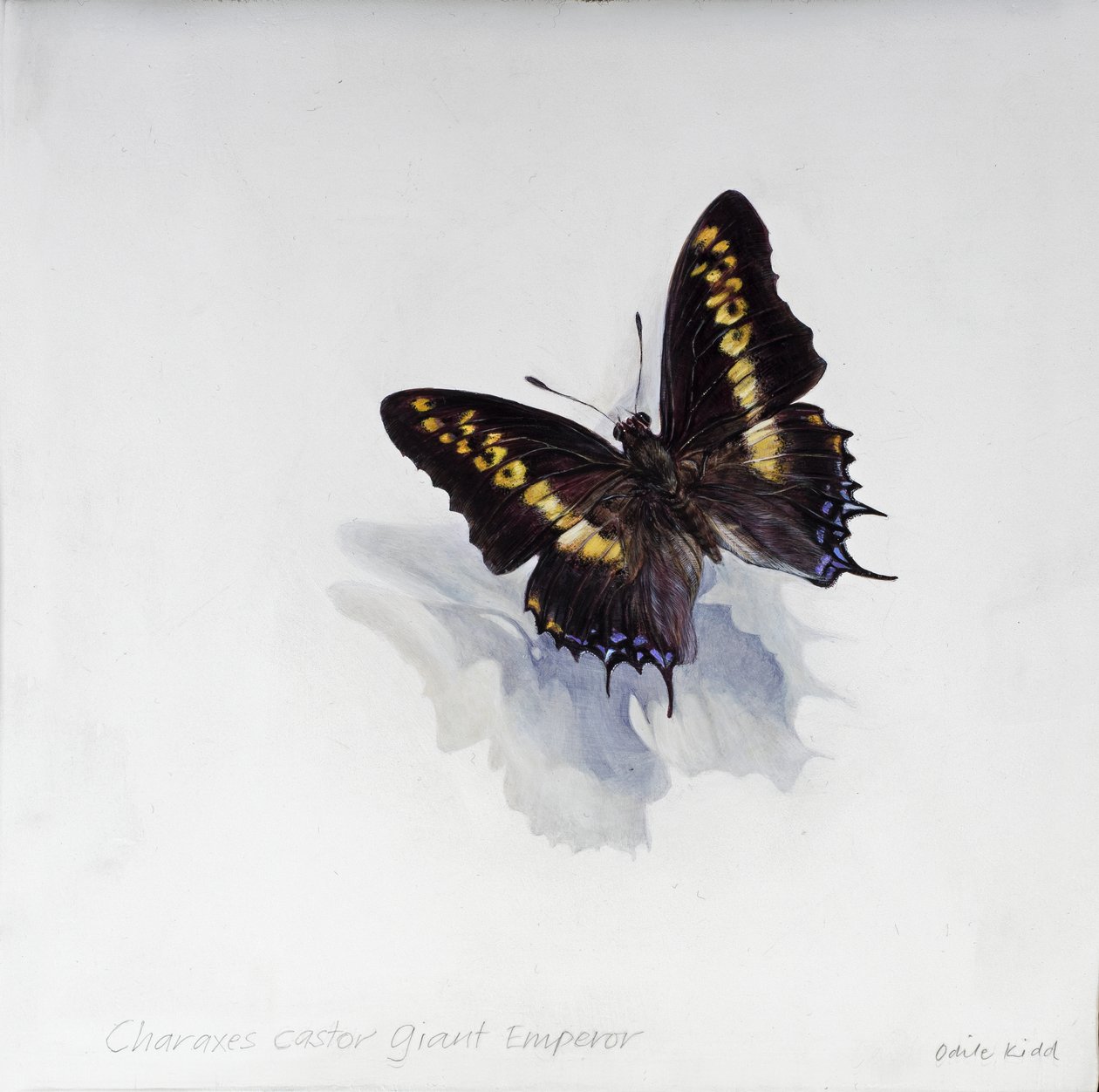 Charaxes castor, giant emperor by Odile Kidd