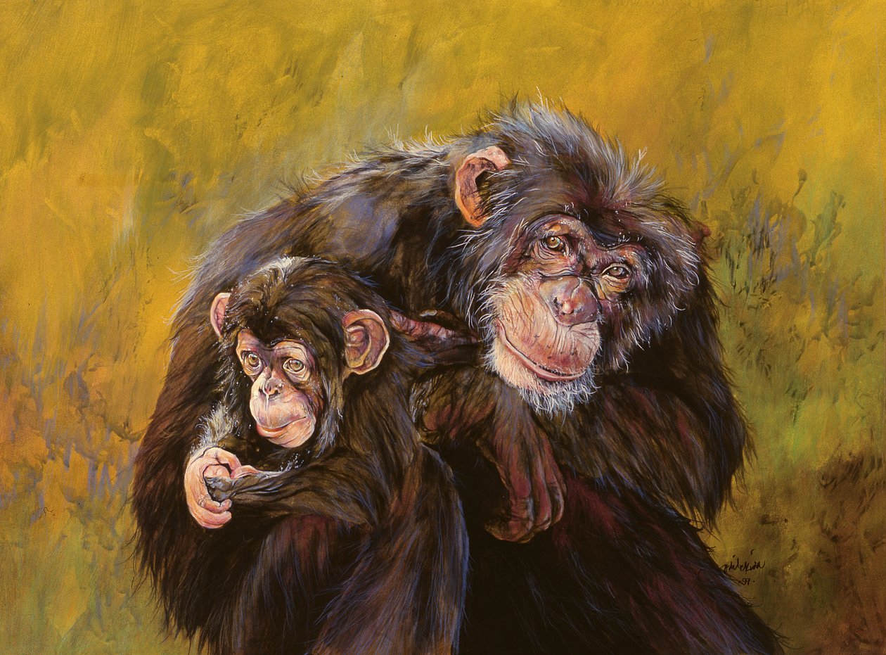 Chimpanzees by Odile Kidd