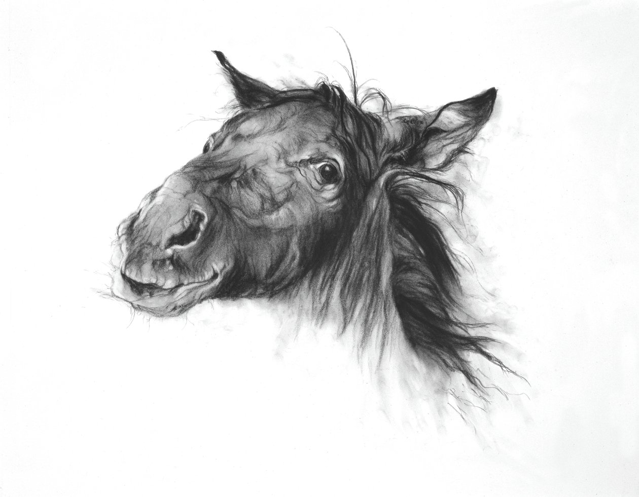 Colt by Odile Kidd