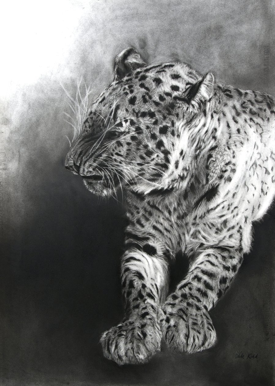 Panthera pardus 2 by Odile Kidd