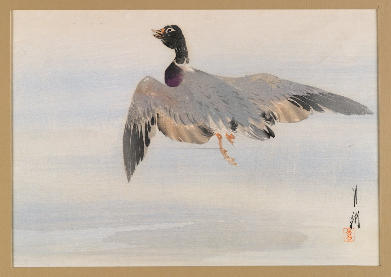 Duck Arising from the Water, album page from a Bird and Flower (Kacho) Book by Ogata Gekko