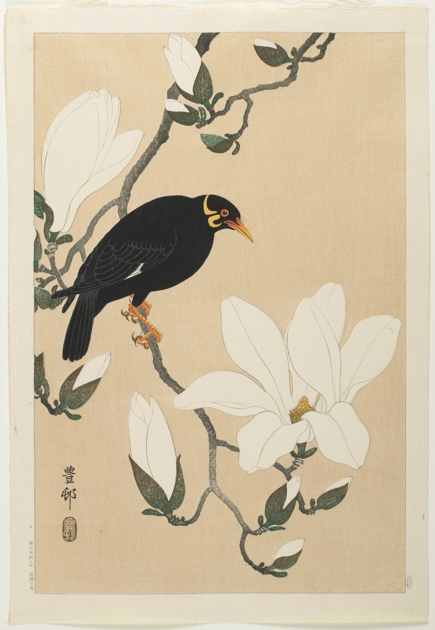 Hill Myna on a Magnolia Branch, mid-20th century by Ohara Koson