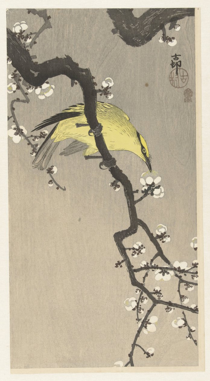 Chinese Oriole on Plum Blossom Branch by Ohara Koson