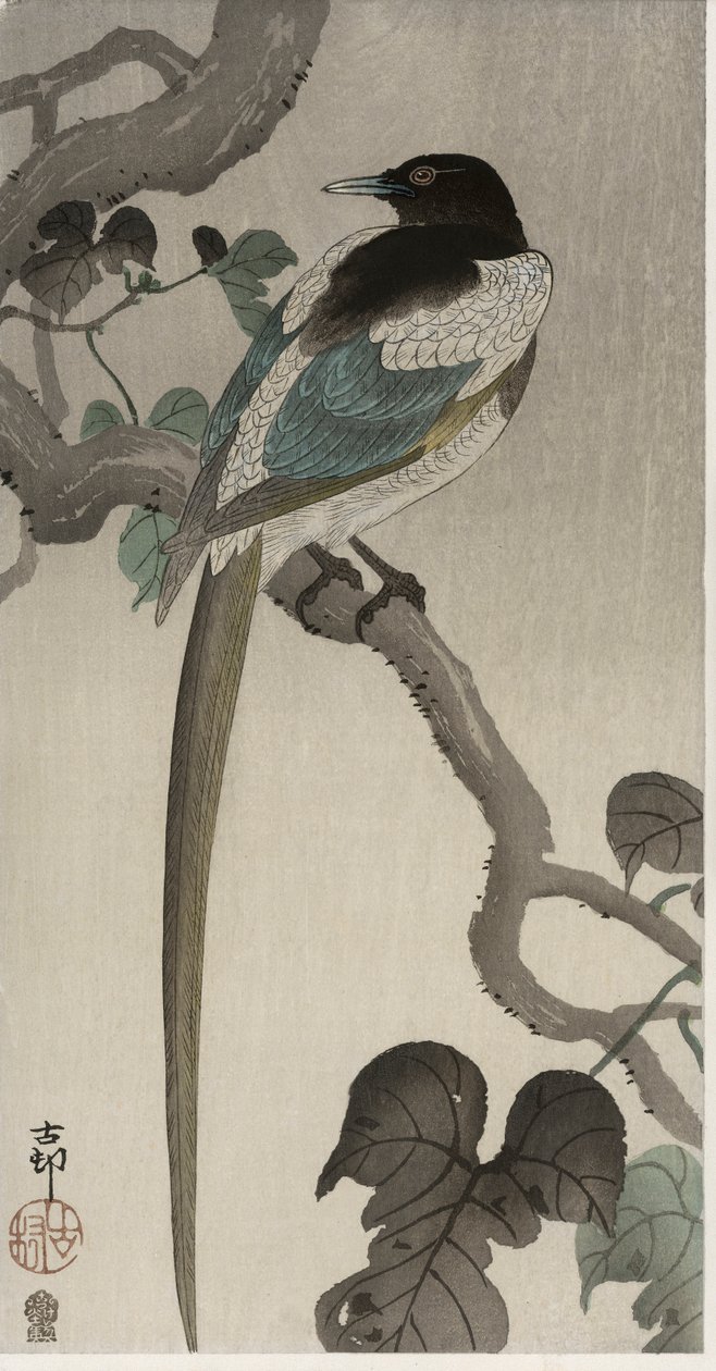 Magpie on a Pauwolna branch by Ohara Koson
