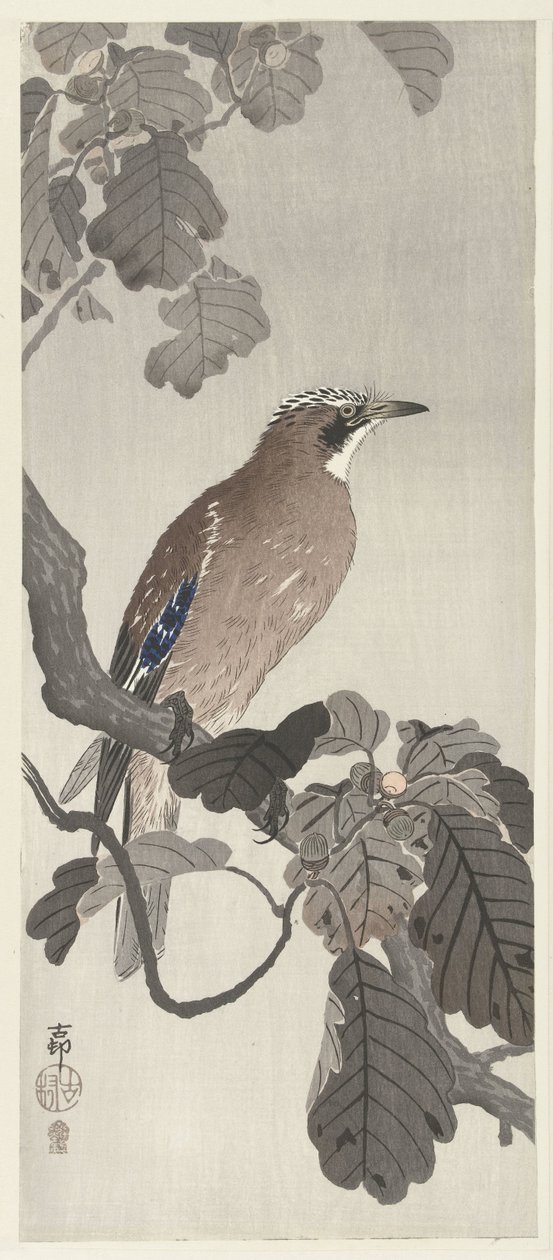 Flemish Jay on Tree Branch by Ohara Koson