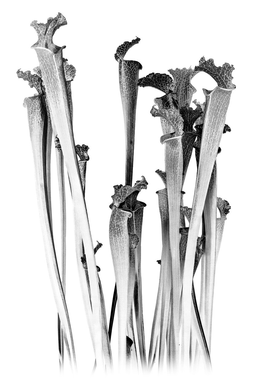 Carnivorous, 2020 by Olivia Gozzano