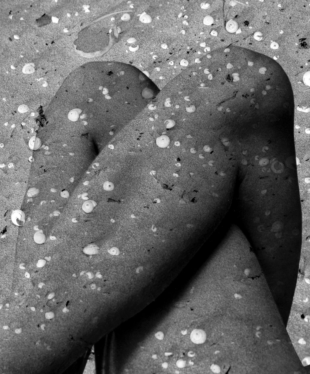 Shell Legs by Olivia Gozzano