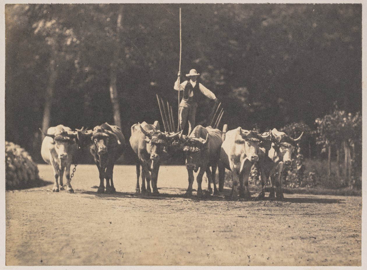 Six Oxen Team with their Driver by Olympe Aguado