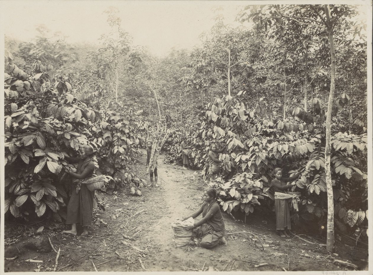 Women Working on a Plantation in the Dutch East Indies by Onnes Kurkdjian
