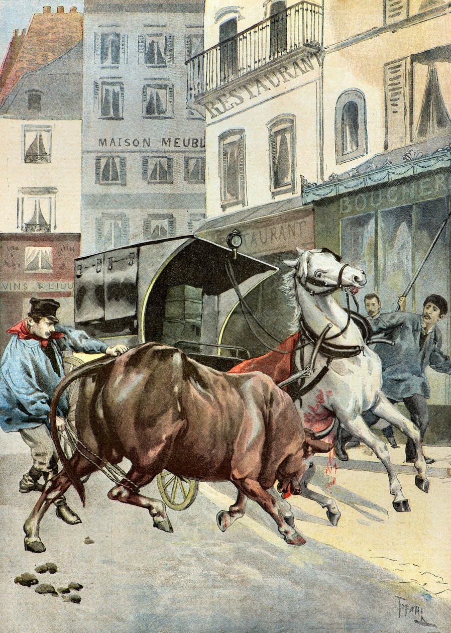A Bull Escapes from Its Guardian, 1895 by Oswaldo Tofani