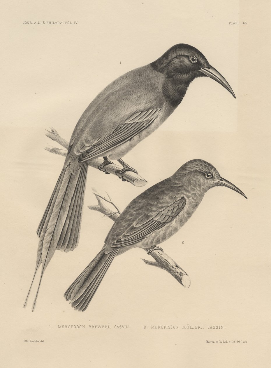 1. Meropogan Breweri and 2. Meropiscus Mulleri, Litho by J.T. Bowen by Otto Koehler