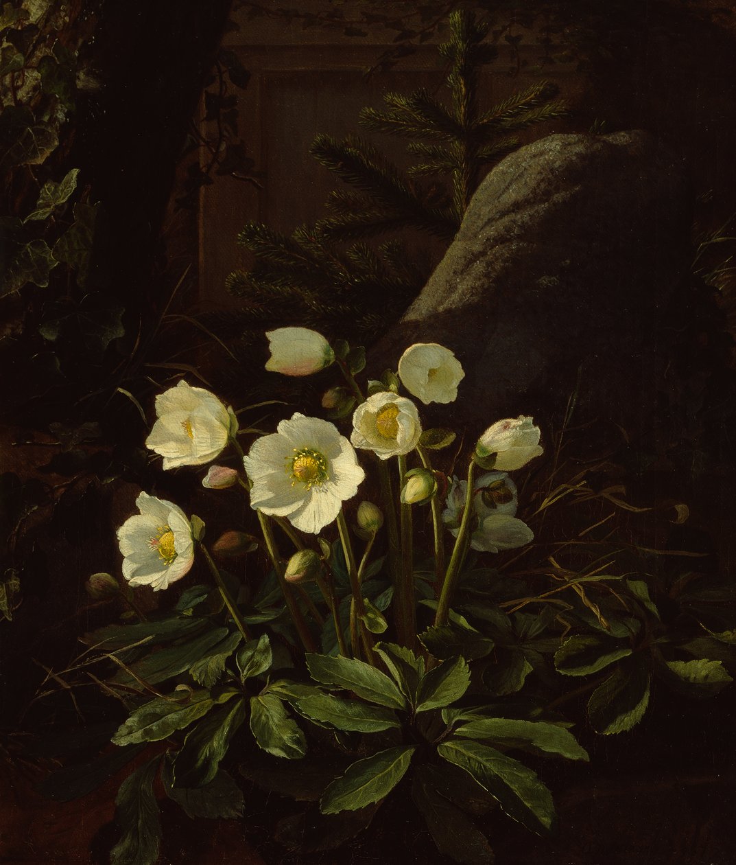 Hellebores in a Rockery by Otto Didrik Ottesen