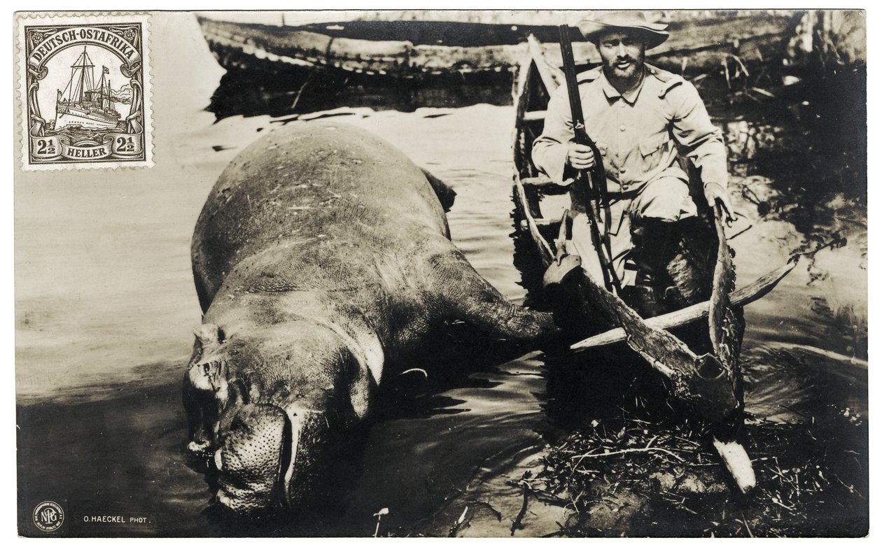 German Hunter with Hippo, German East Africa, c.1910 by Otto Haeckel