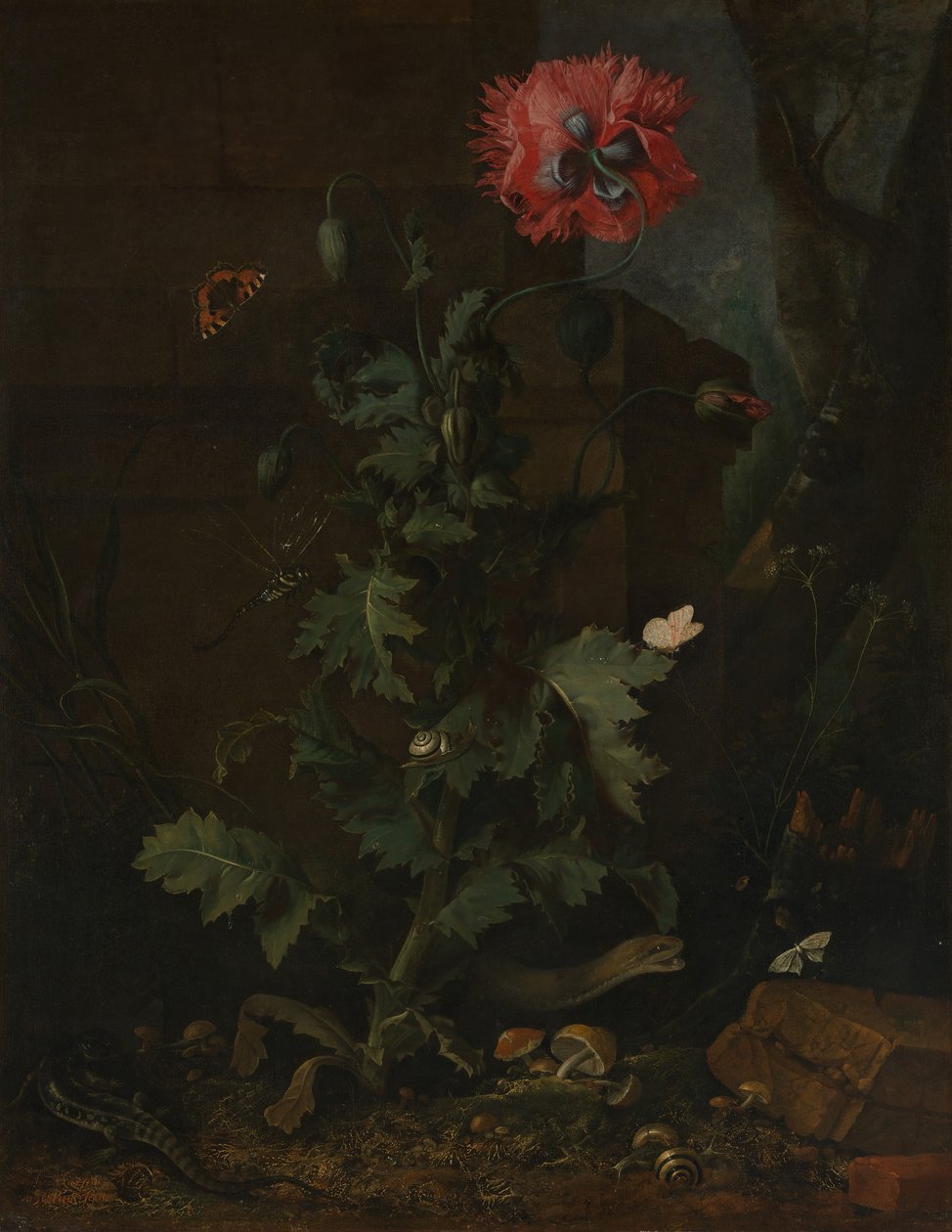 Still Life with Poppy, Insects, and Reptiles, ca. 1670 by Otto Marseus  van Schrieck