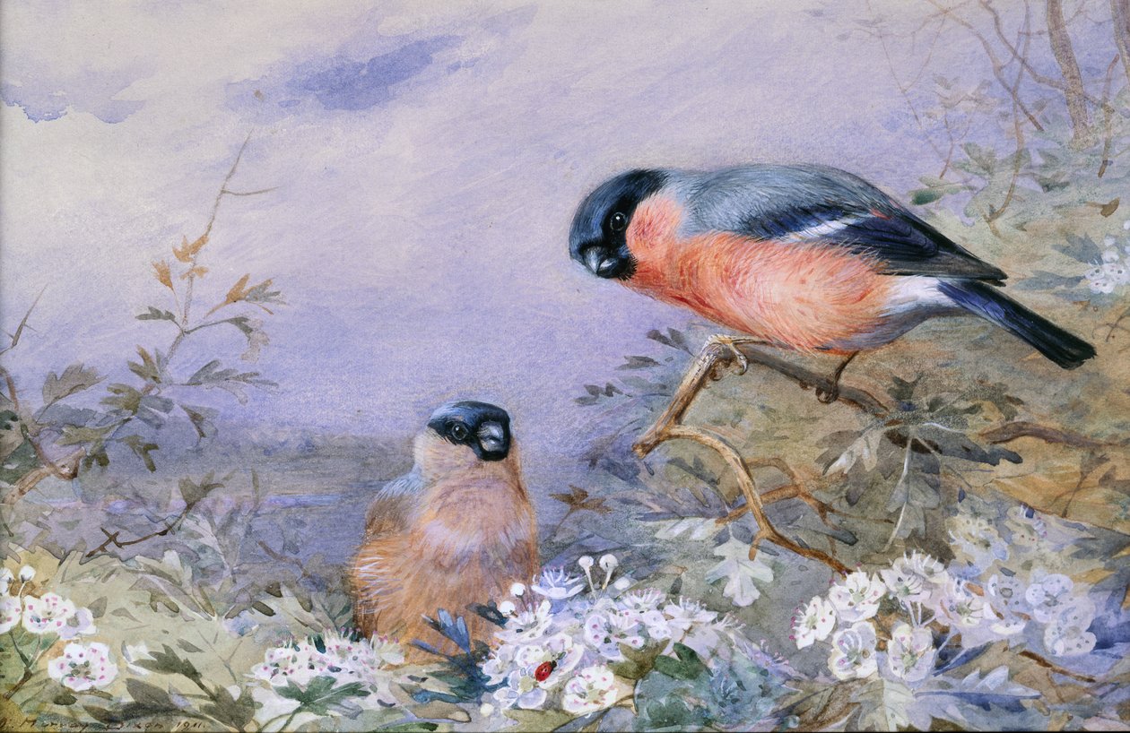 A Pair of Bullfinches Amongst the Blossom by Otto Murray Dixon