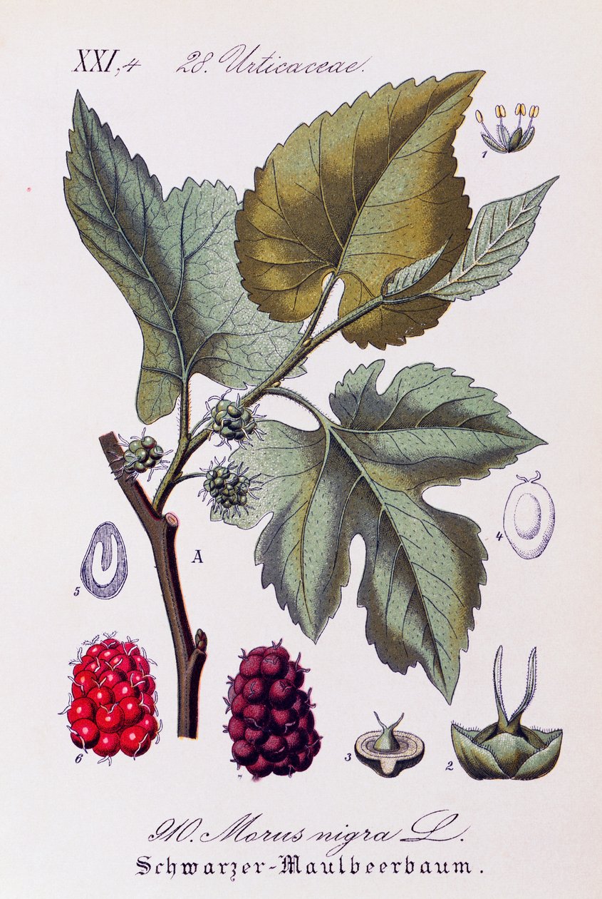 Leaves and fruits of Black mulberry, artwork by Otto Wilhelm Thome from Flora of Germany, Austria and Switzerland by Otto Wilhelm Thome