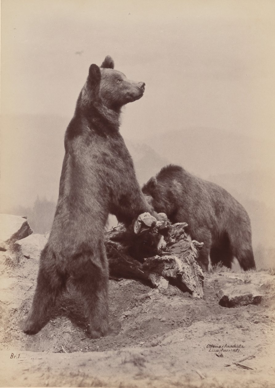 Two Bears, 1889 by Ottomar Anschütz