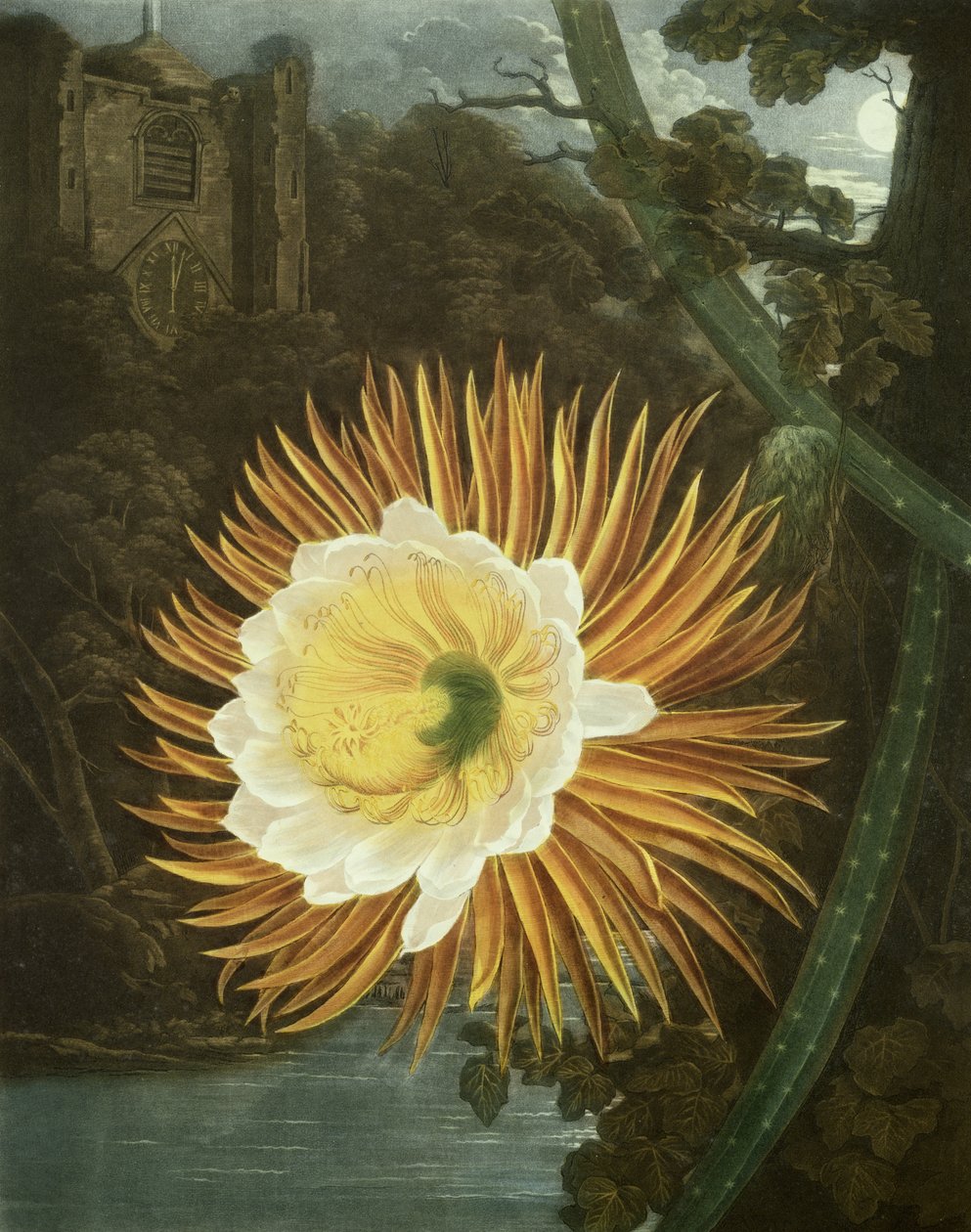 The Night Blowing Cereus or Night-flowering Cactus, engraved by Dunkarton, from 