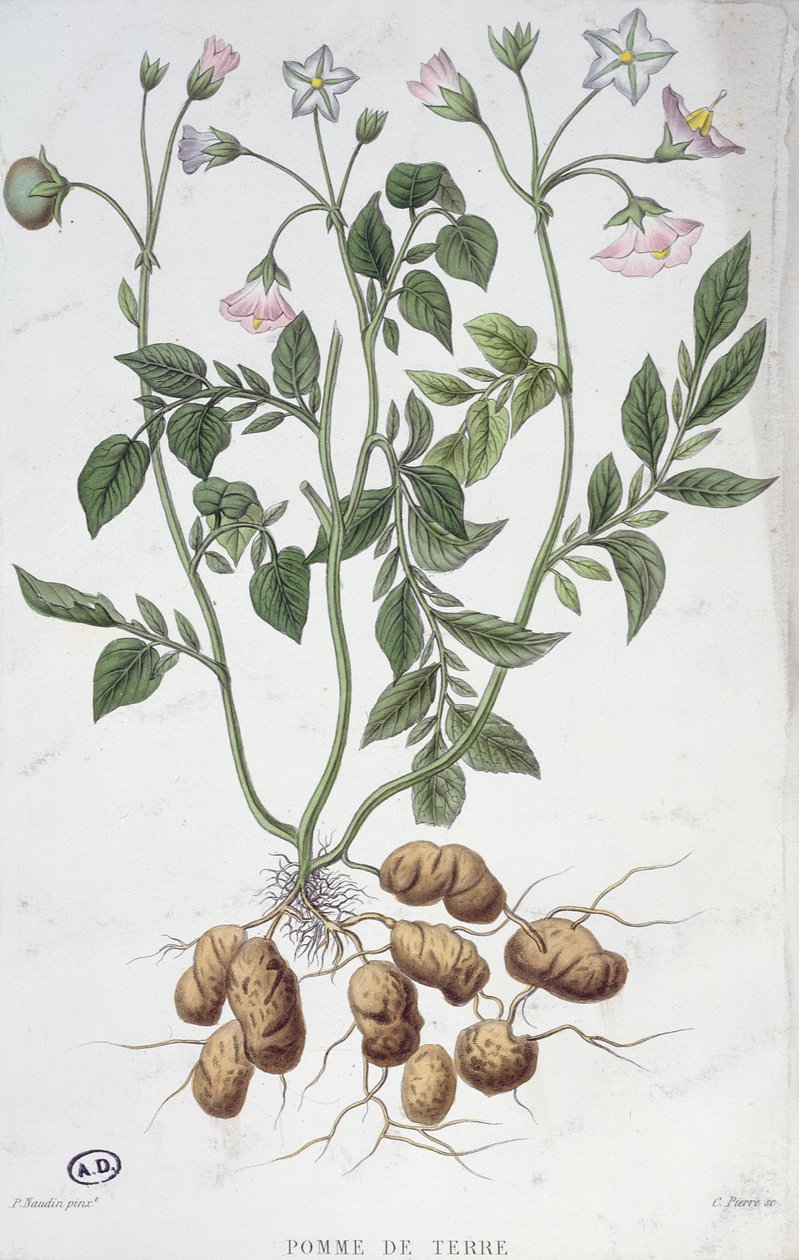 Potato Flowers by P Naudin