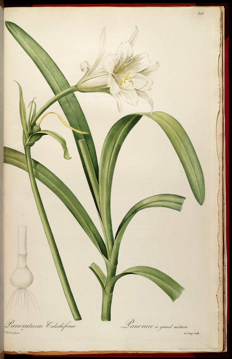Ismene narcissiflora by Pierre Joseph Redouté