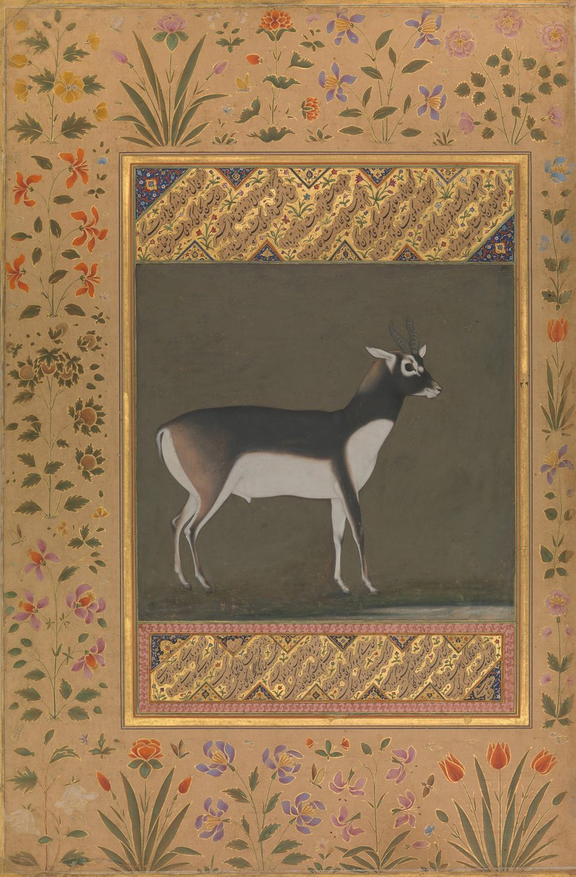 Black Buck, Folio from the Shah Jahan Album by Painting attributed to Manohar