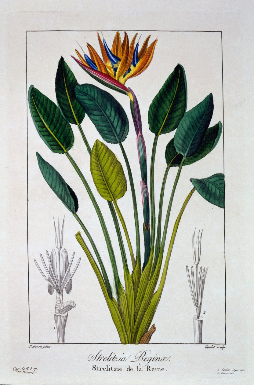 Bird of Paradise or Crane Flower by Panacre Bessa
