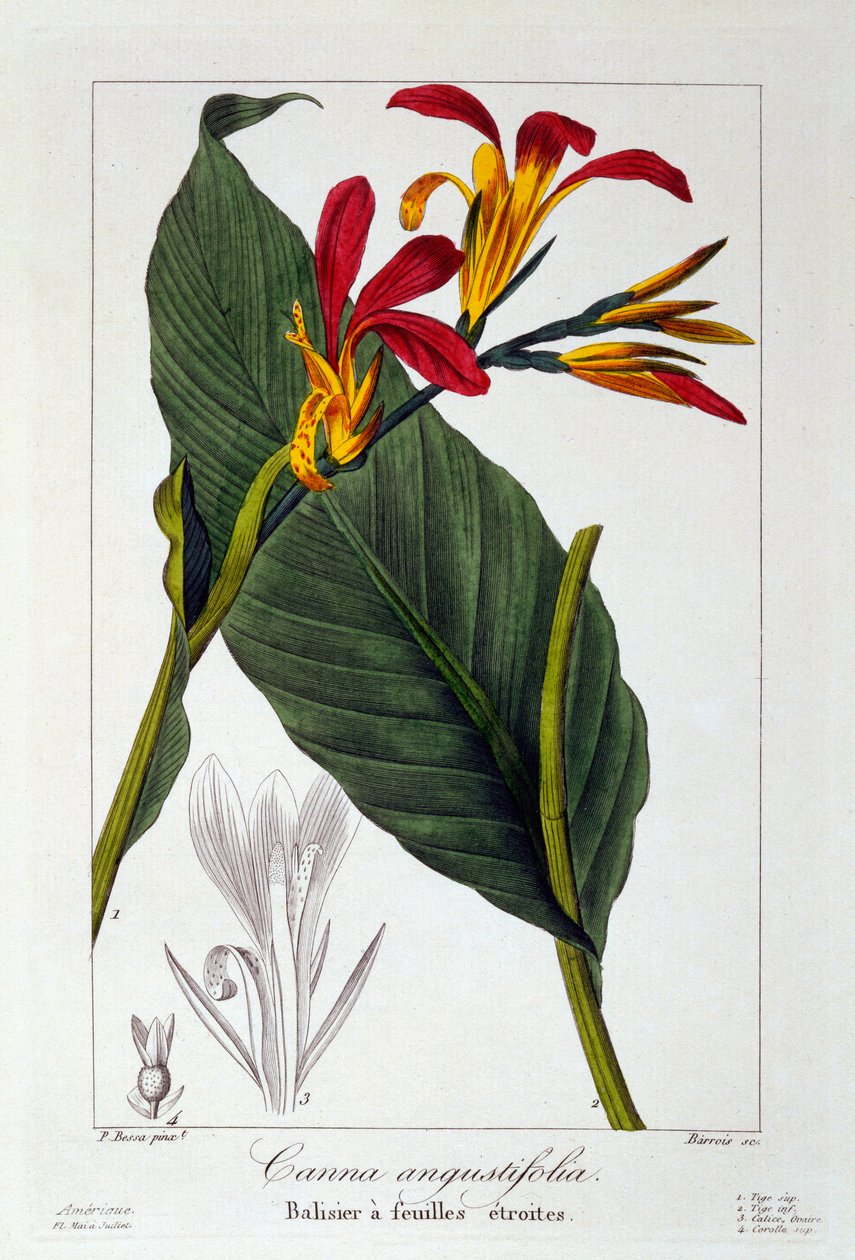 Canna or Indian Shot Flower by Panacre Bessa